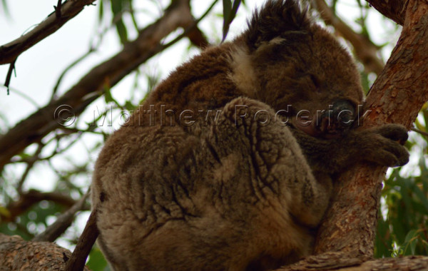 kangaroos-and-koalas-13